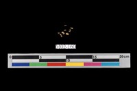 藏品(獨居石)的圖片